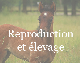 DIFF-webconfs-reproduction-elevage